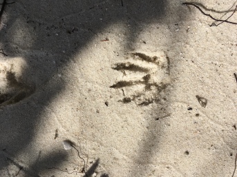 Could this be the foot print of a Crocodilian